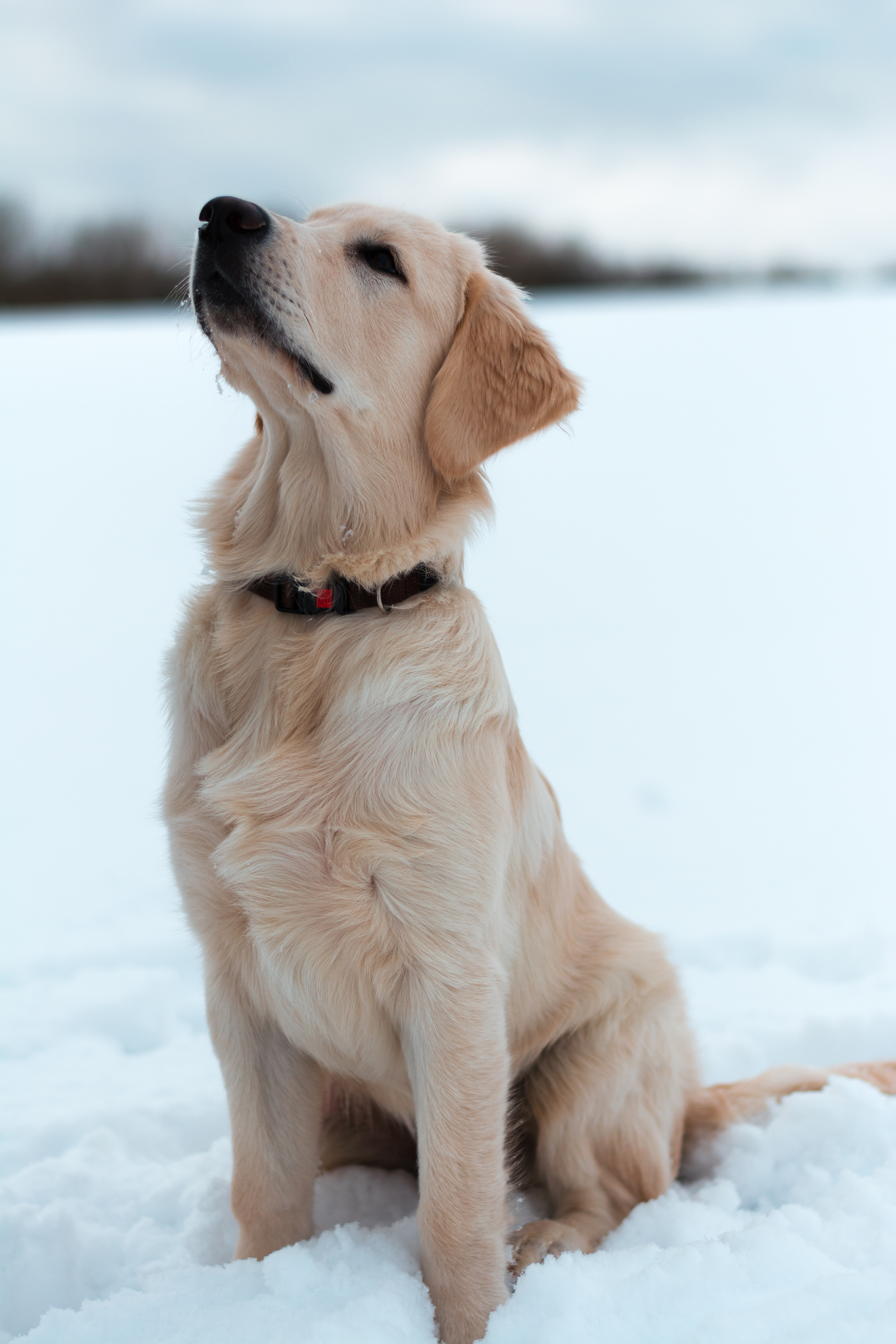 When the ass is cold, but you are too proud of yourself - My, Dog, Golden retriever, Snow