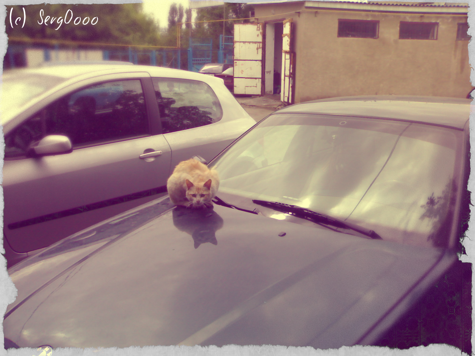 The arrogance of cats knows no bounds - My, cat, Car, Impudence, Catomafia, Longpost