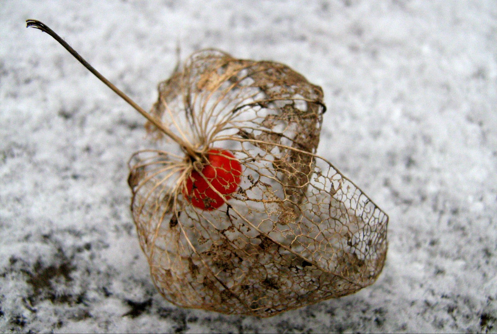 Physalis lace - My, Macro photography, Macro, Physalis, The photo