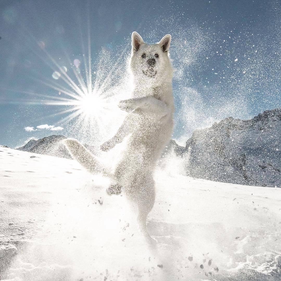 Snow dance - Dog, Snow, The mountains, The photo