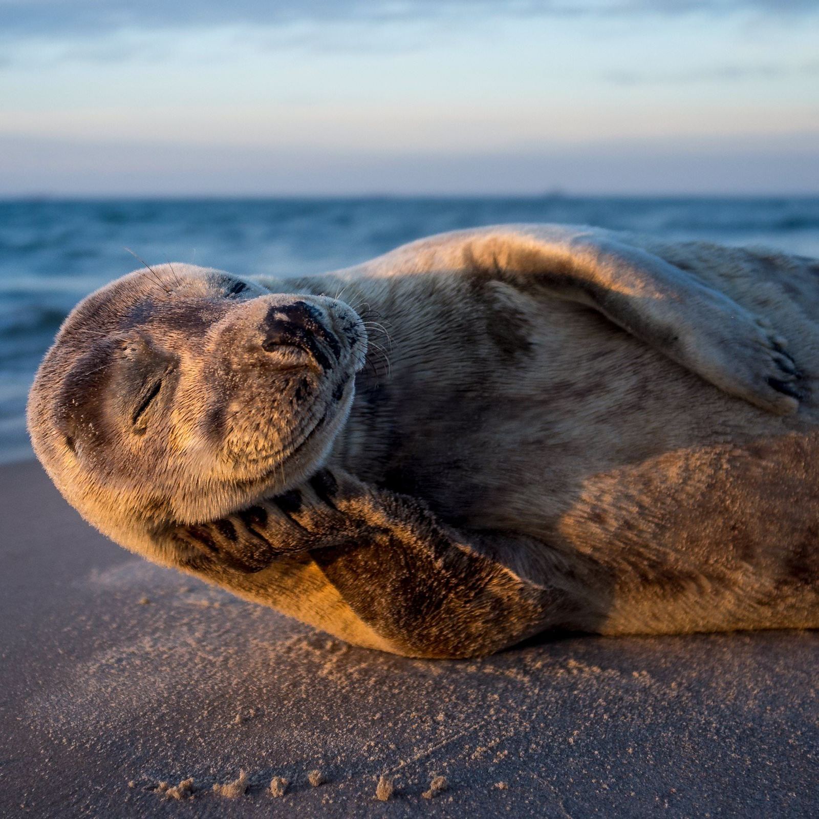 Pretty boy - Seal, Photogenic