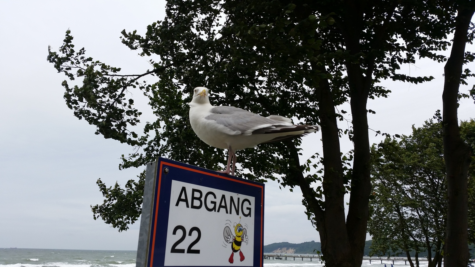 How we saved the seagull's child - My, Seagulls, Birds, Germany, Vacation, Baltika, Chick, Longpost