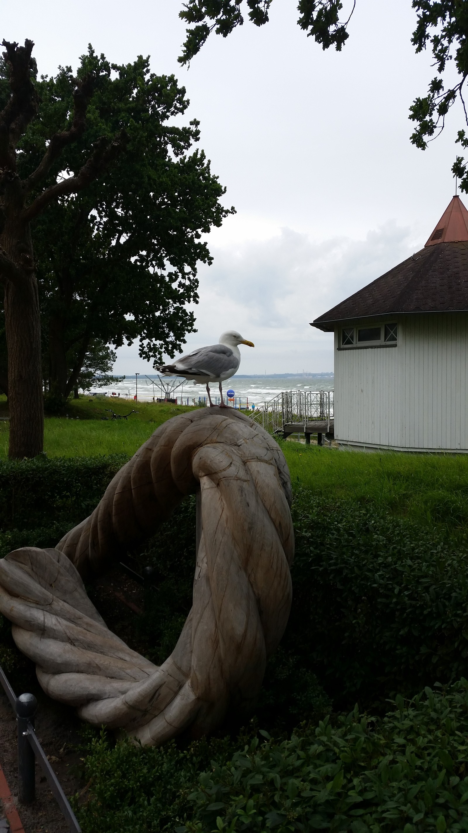 How we saved the seagull's child - My, Seagulls, Birds, Germany, Vacation, Baltika, Chick, Longpost