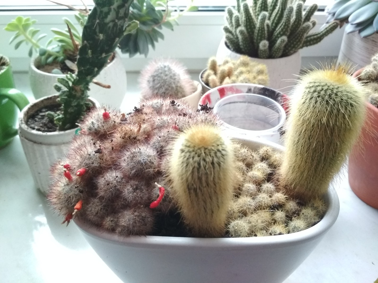 Zoo - My, Cactus, With your own hands, Minsk, Succulents, Tag, In good hands, Longpost