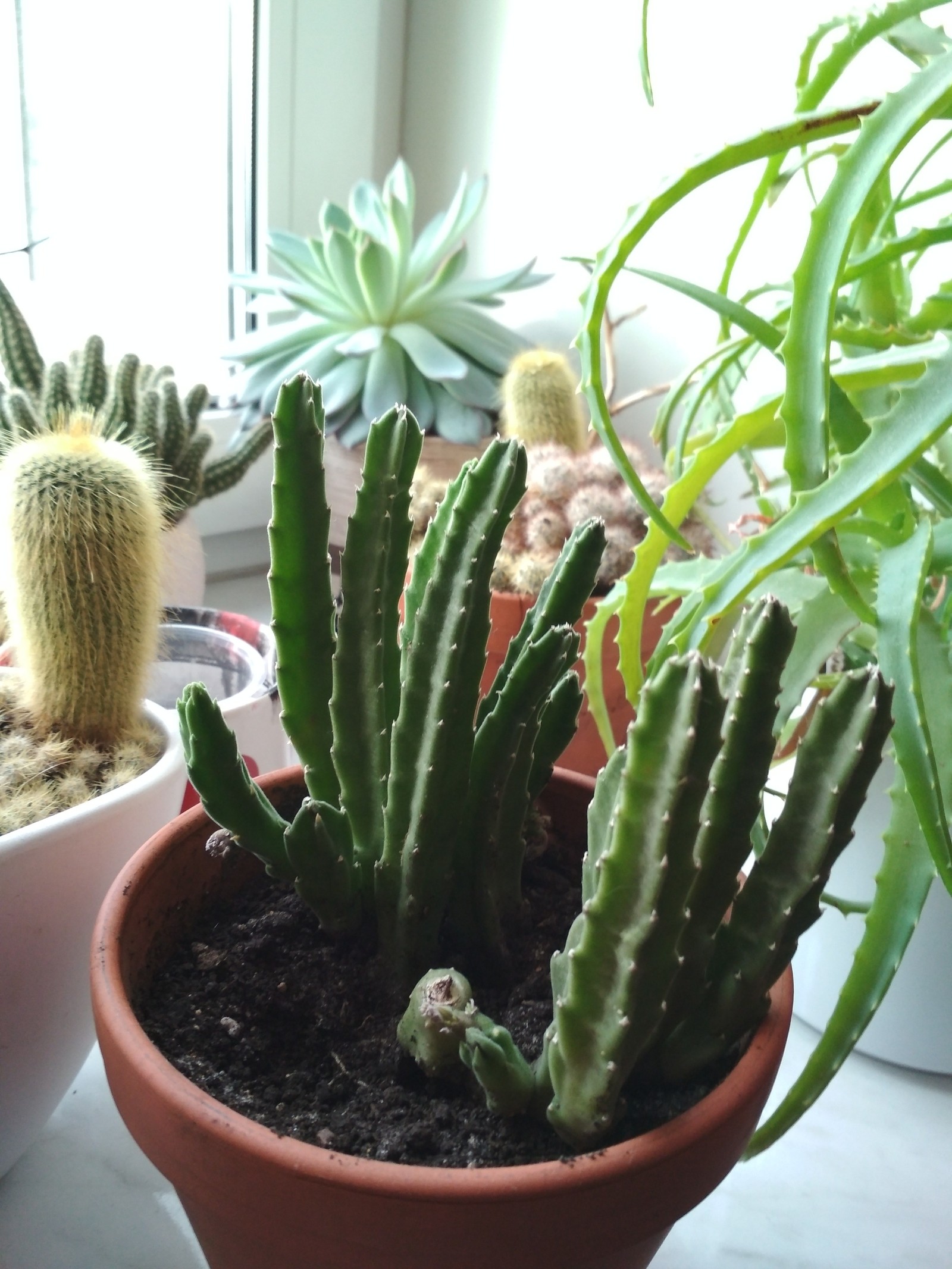 Zoo - My, Cactus, With your own hands, Minsk, Succulents, Tag, In good hands, Longpost