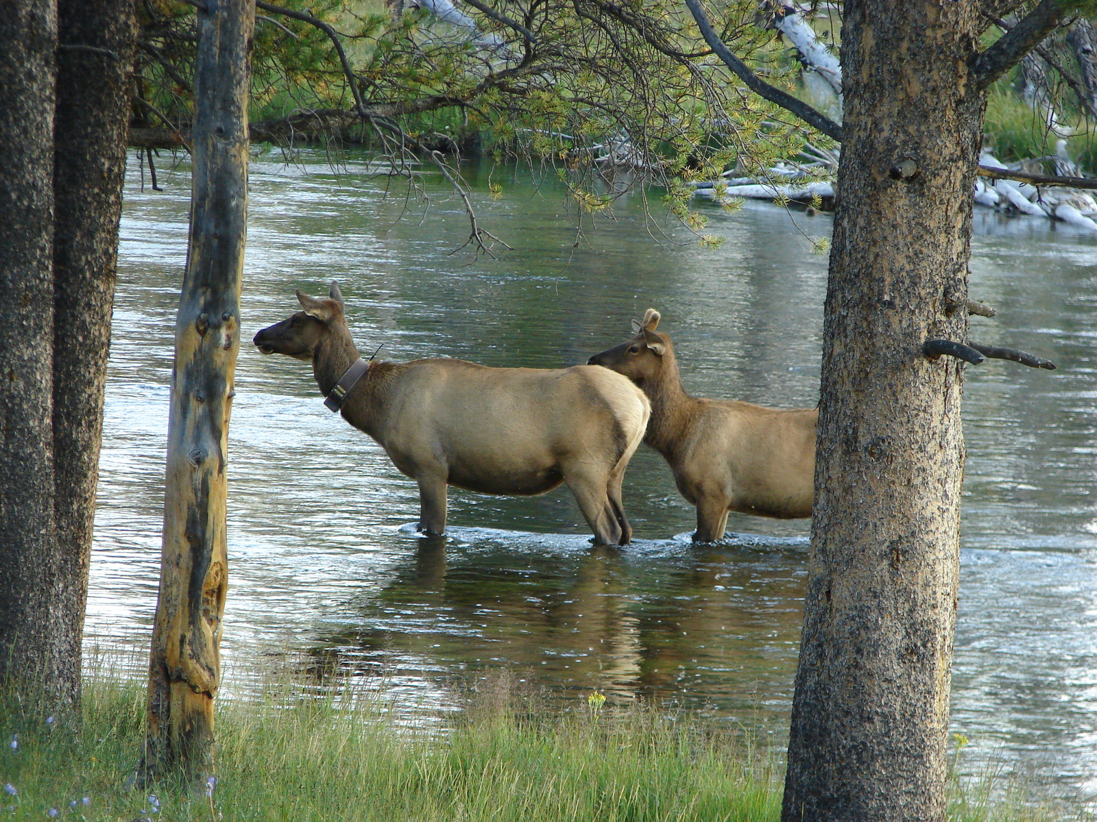 Yellowstone National Park | Пикабу