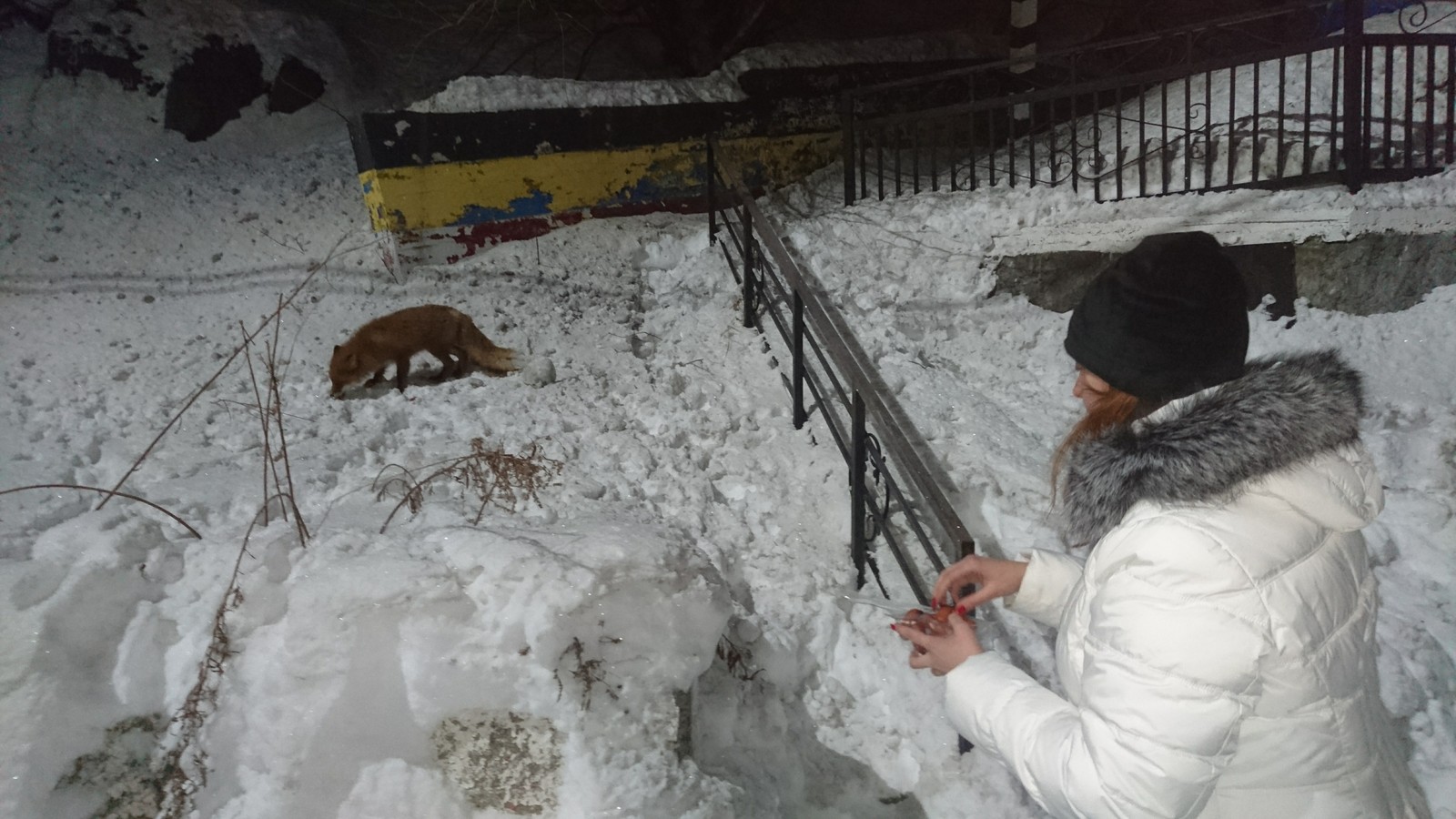 We fed the fox - My, Petropavlovsk-Kamchatsky, Fox, Interesting