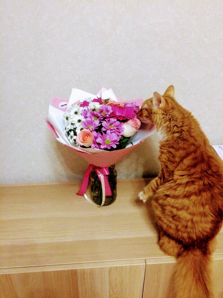 Hurry up spring - My, Redheads, cat, Smell, Flowers