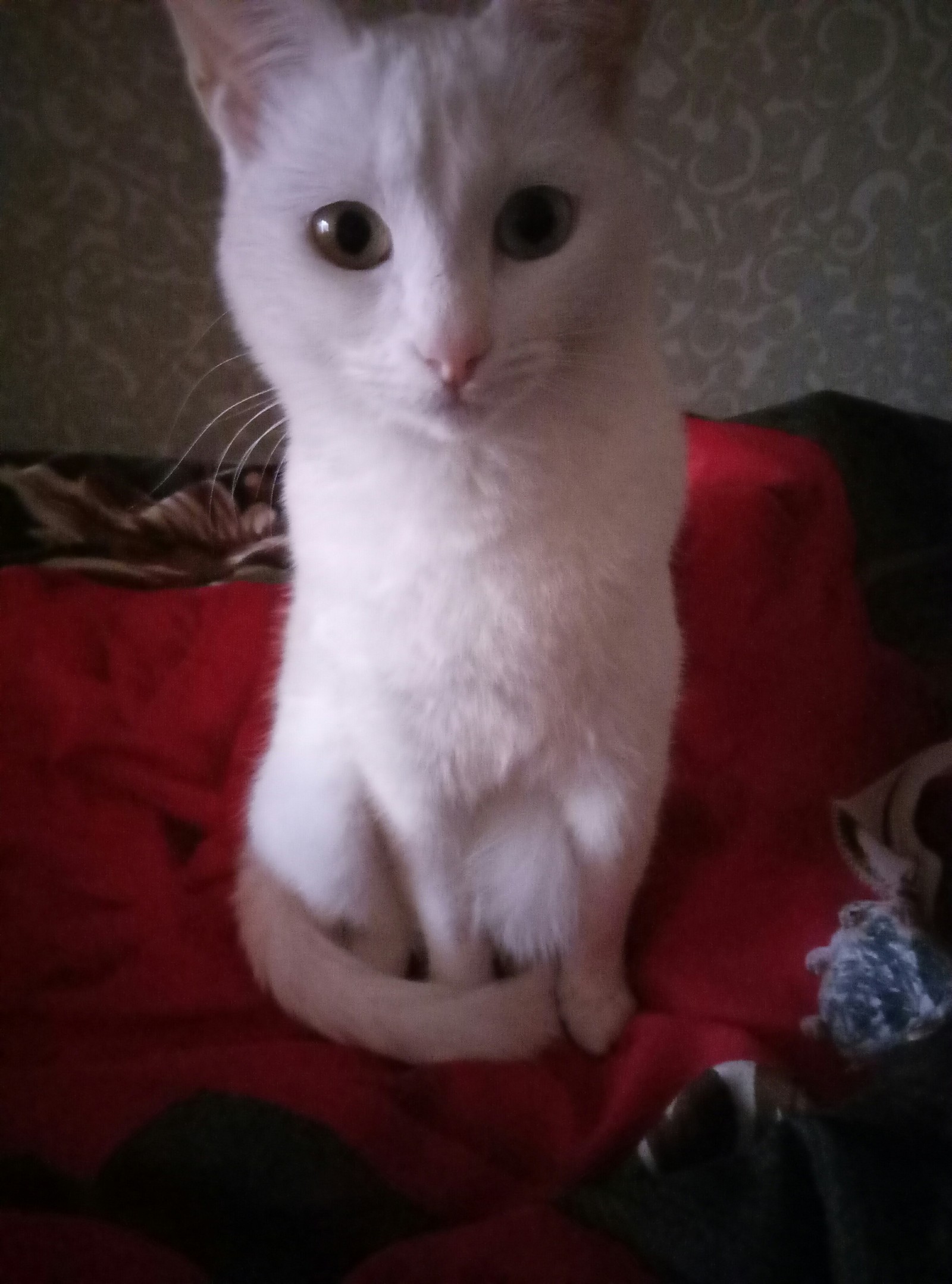 My deaf cat - My, Longpost, cat, Deafness