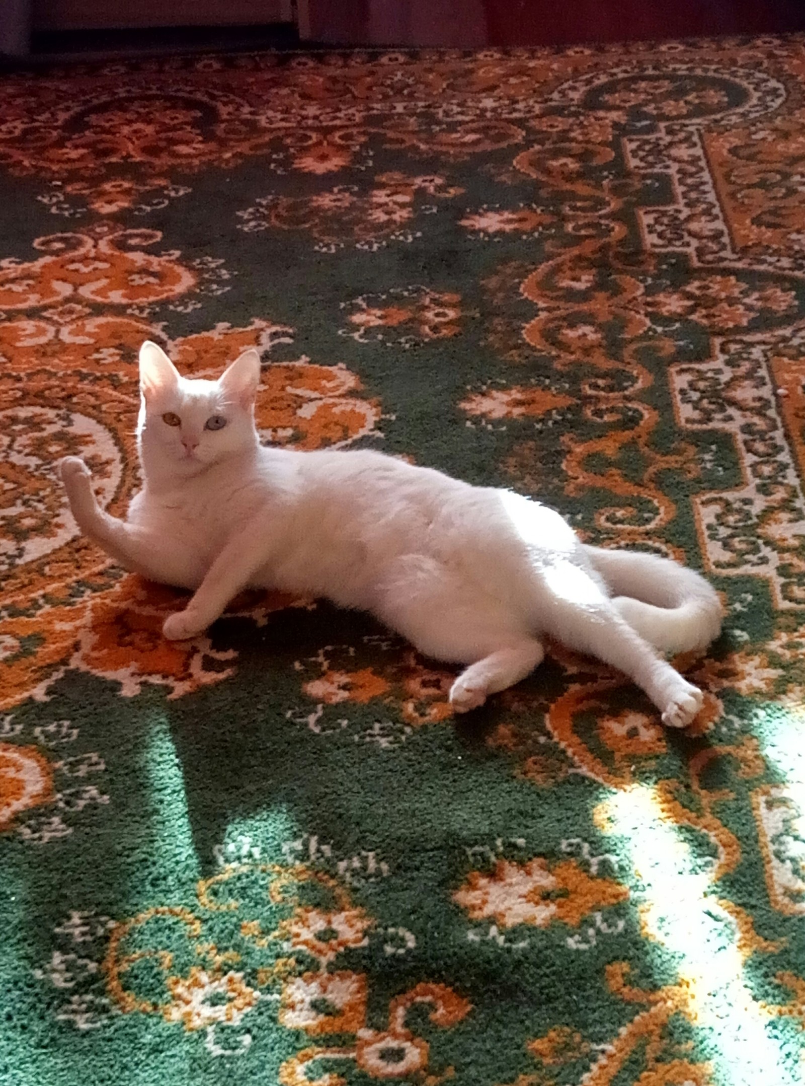 My deaf cat - My, Longpost, cat, Deafness