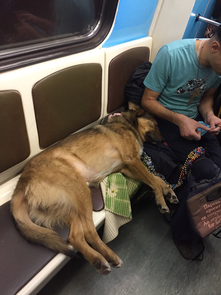 Beggar with a dog in a subway car, advanced version, now in English! - My, Moscow, Beggars, Moscow Metro