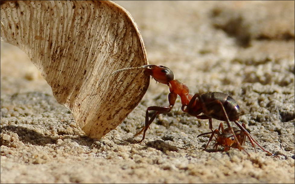 little helper) - My, Ants, Macro, Macro photography