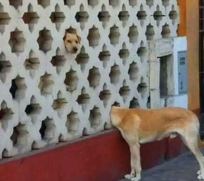 Hmmmm.... - Dog, Fence