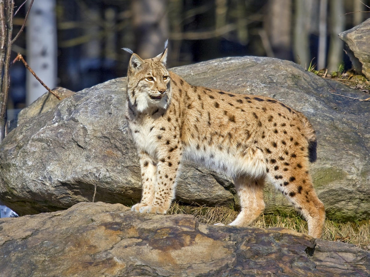 Elegant wild cats - Wild animals, , cat, Longpost