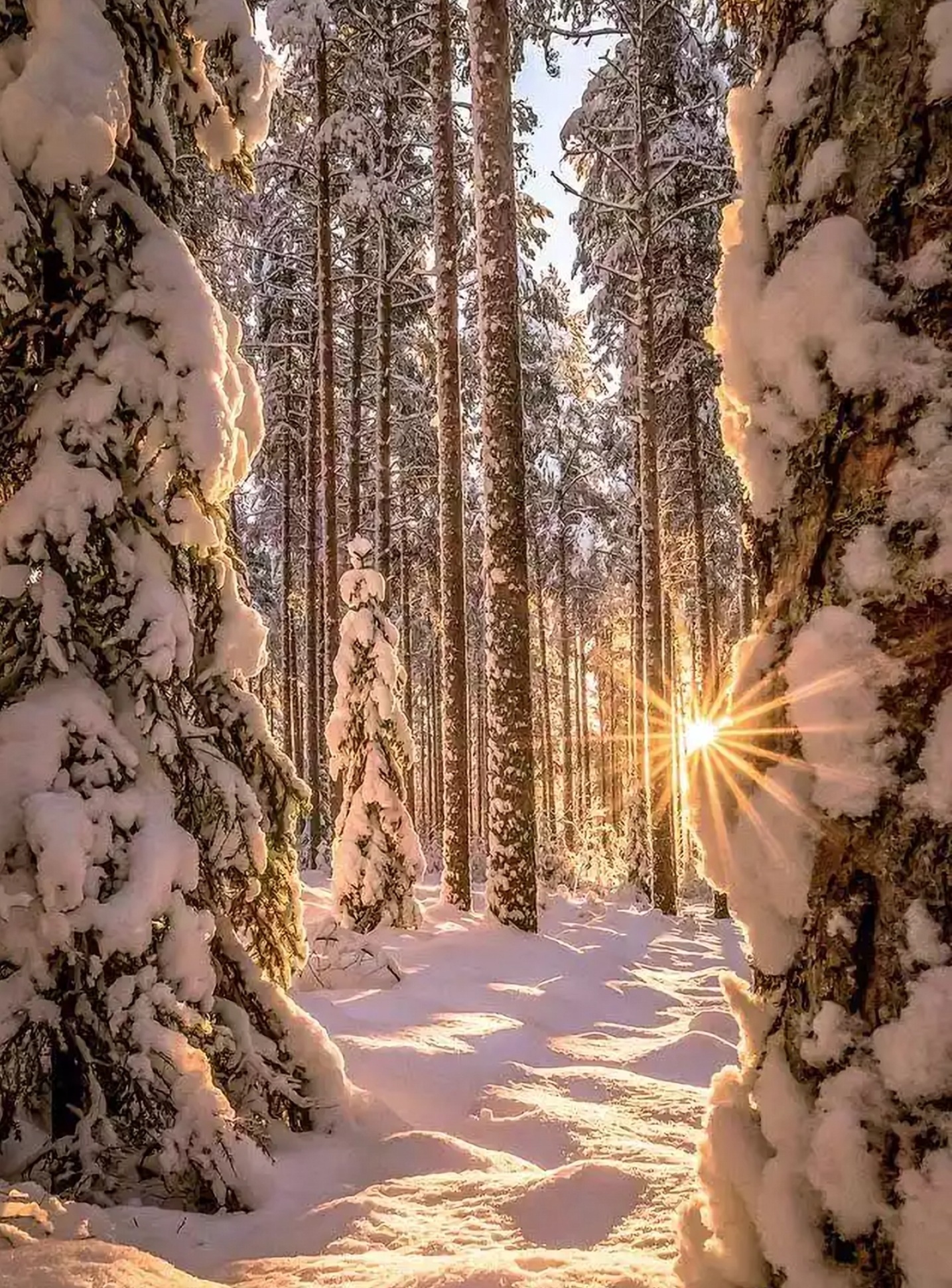 Frosty - Snow, Forest, Winter, The photo