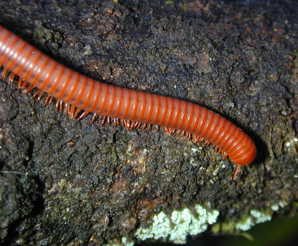 Bro and no bro #2. - My, Centipede, Millipodaphobia, Onychophora, Longpost