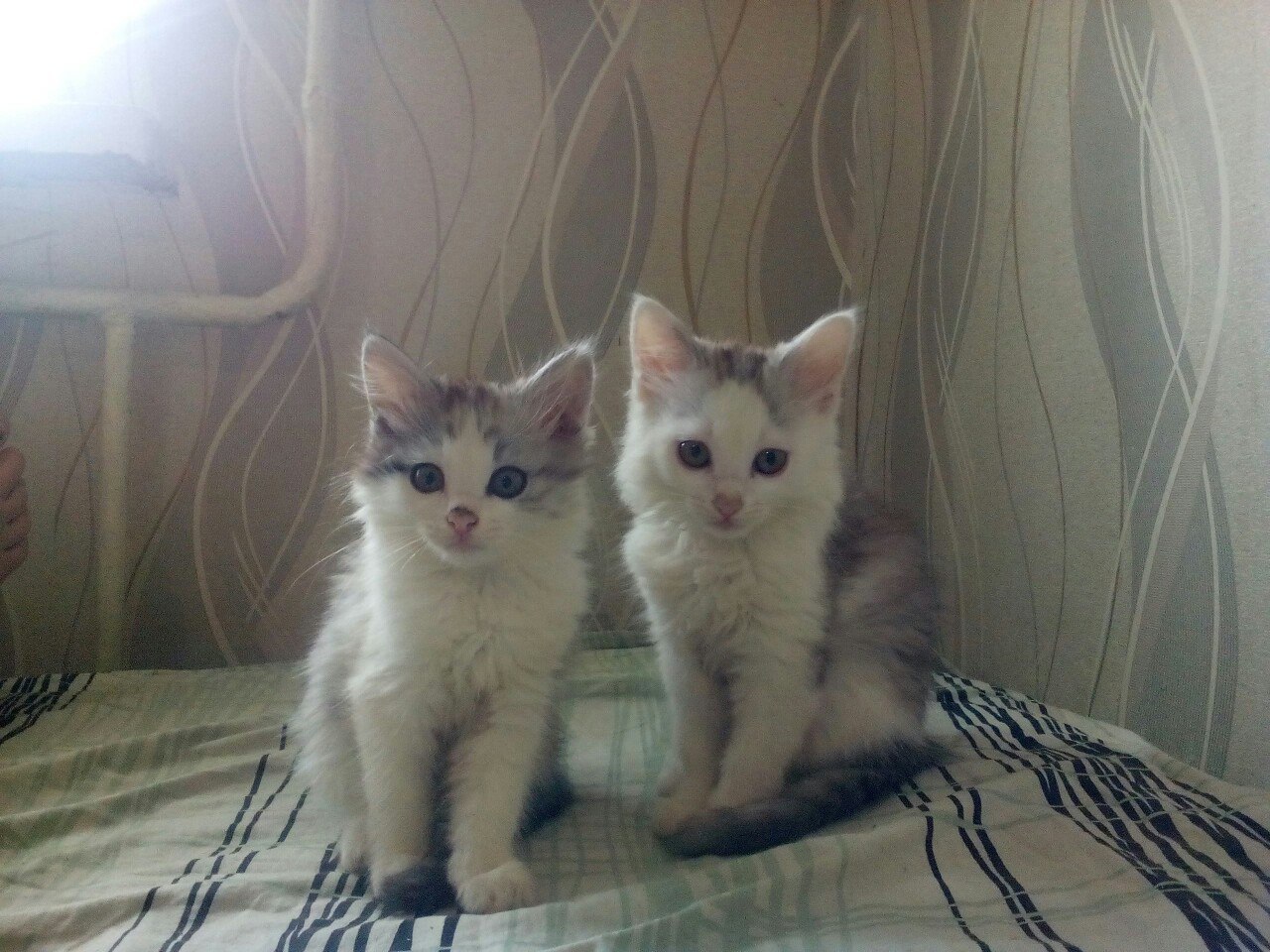 I will give the kittens in good hands. Saratov. - My, In good hands, cat, Help, Animals