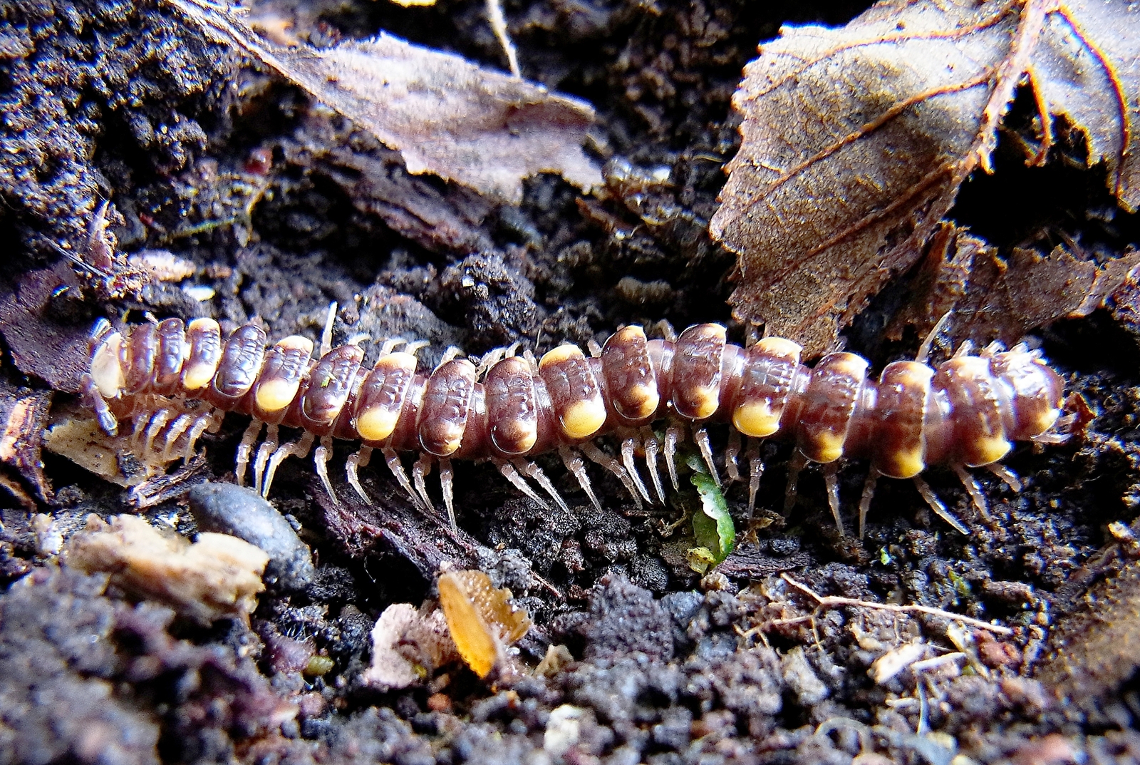 Bro and no bro #2. - My, Centipede, Millipodaphobia, Onychophora, Longpost