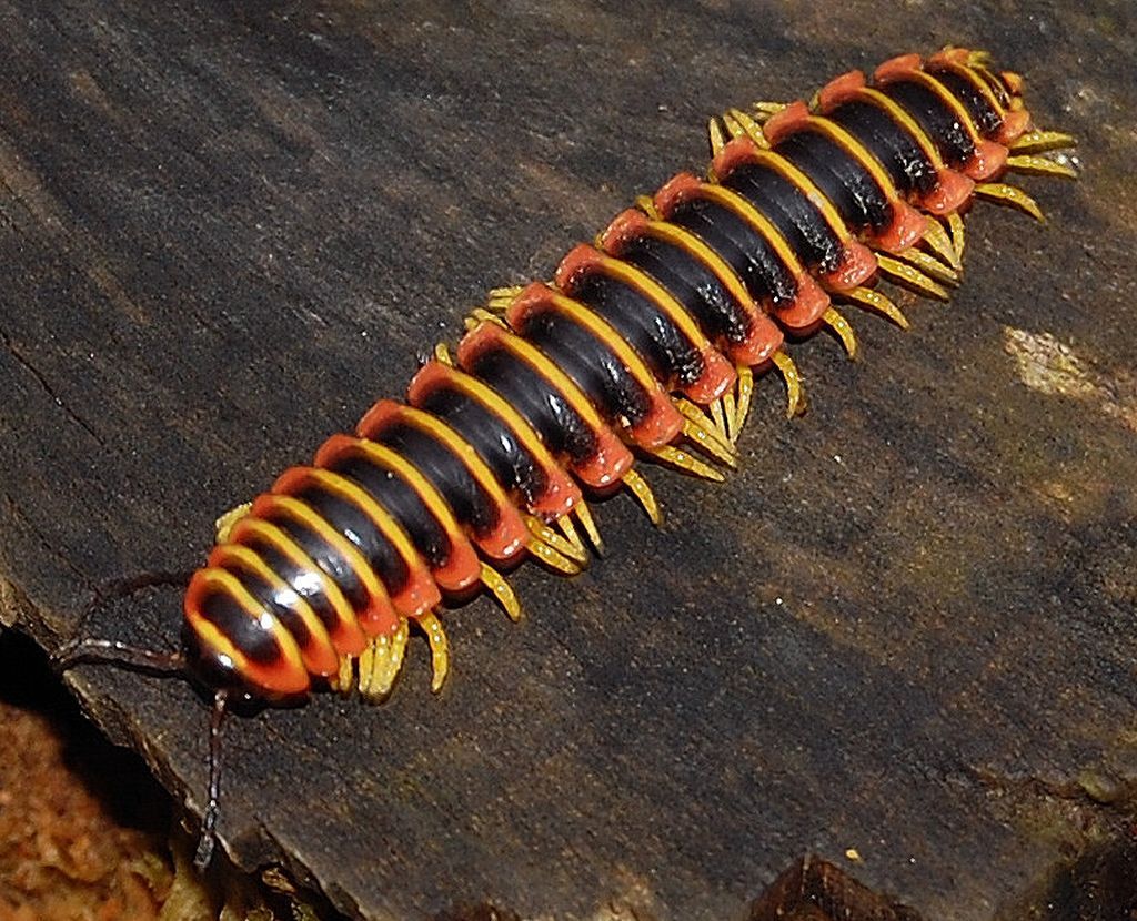 Bro and no bro #2. - My, Centipede, Millipodaphobia, Onychophora, Longpost