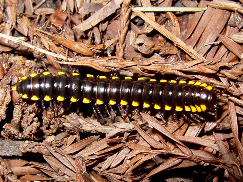 Bro and no bro #2. - My, Centipede, Millipodaphobia, Onychophora, Longpost