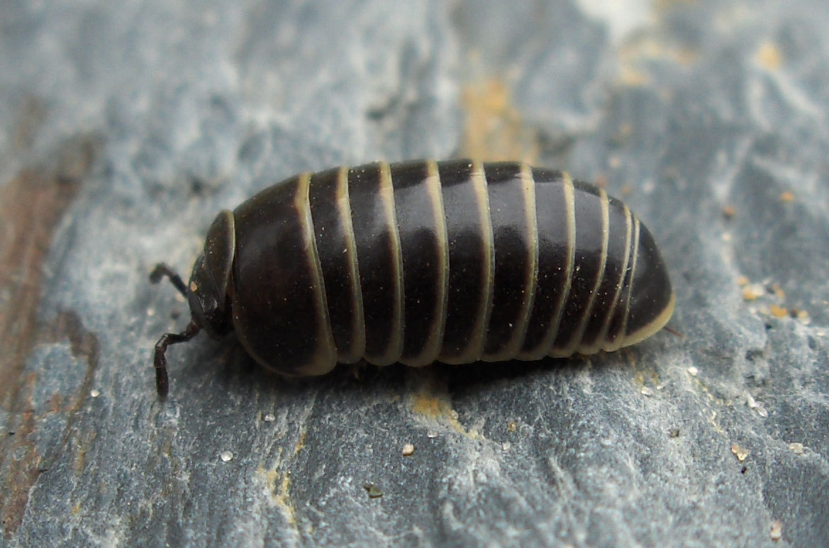 Bro and no bro #2. - My, Centipede, Millipodaphobia, Onychophora, Longpost