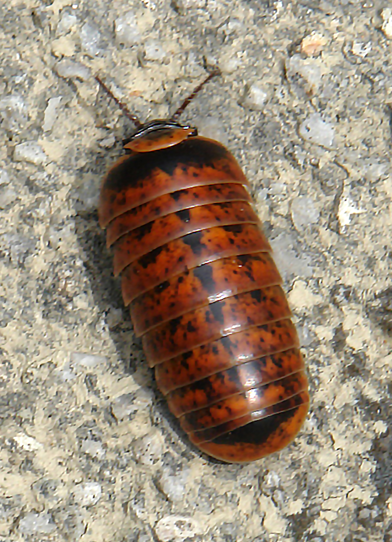 Bro and no bro #2. - My, Centipede, Millipodaphobia, Onychophora, Longpost