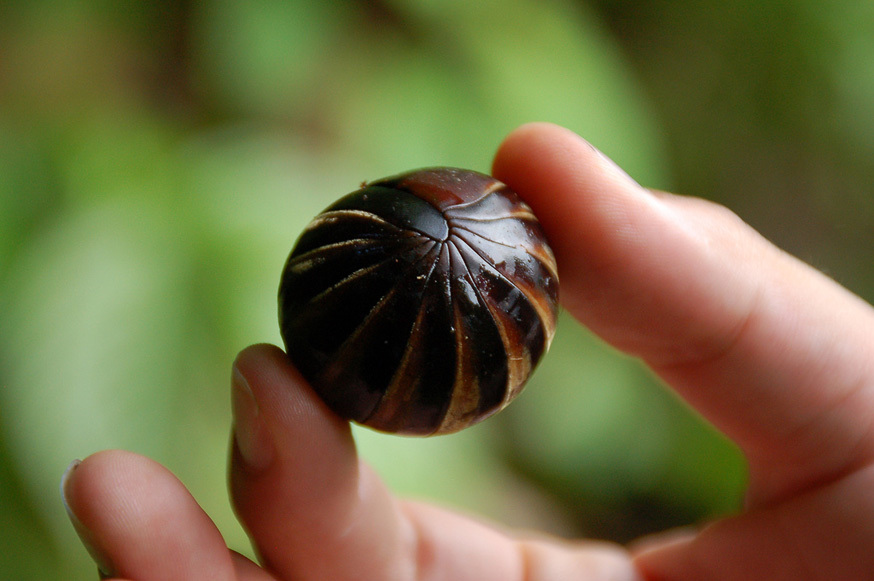 Bro and no bro #2. - My, Centipede, Millipodaphobia, Onychophora, Longpost