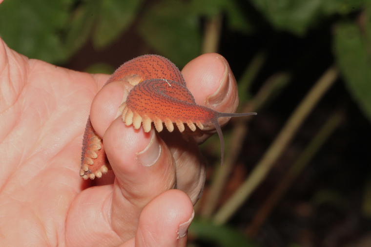 Bro and no bro #2. - My, Centipede, Millipodaphobia, Onychophora, Longpost