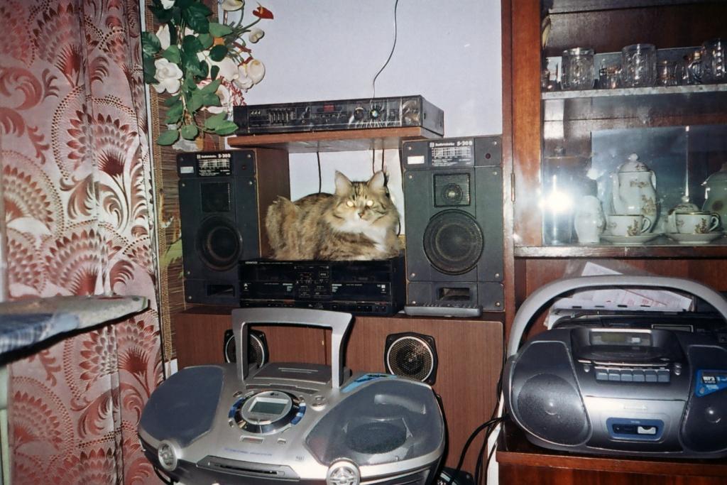 How can you live without music, I don't know! I just relax under it! - My, cat, Musical instruments, Record player, Loudspeakers, 