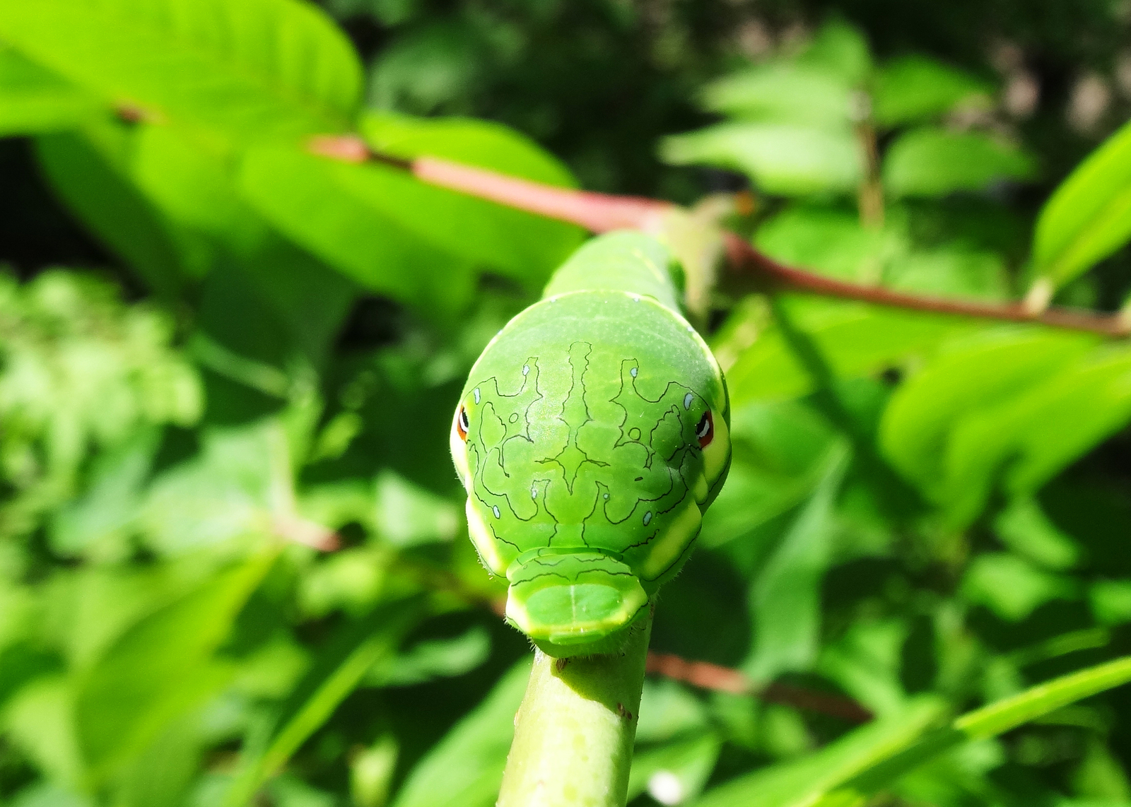 Caterpillar of the Sailboat Maak. - My, Macro photography, Caterpillar, Maaka sailboat, Unusual, Longpost