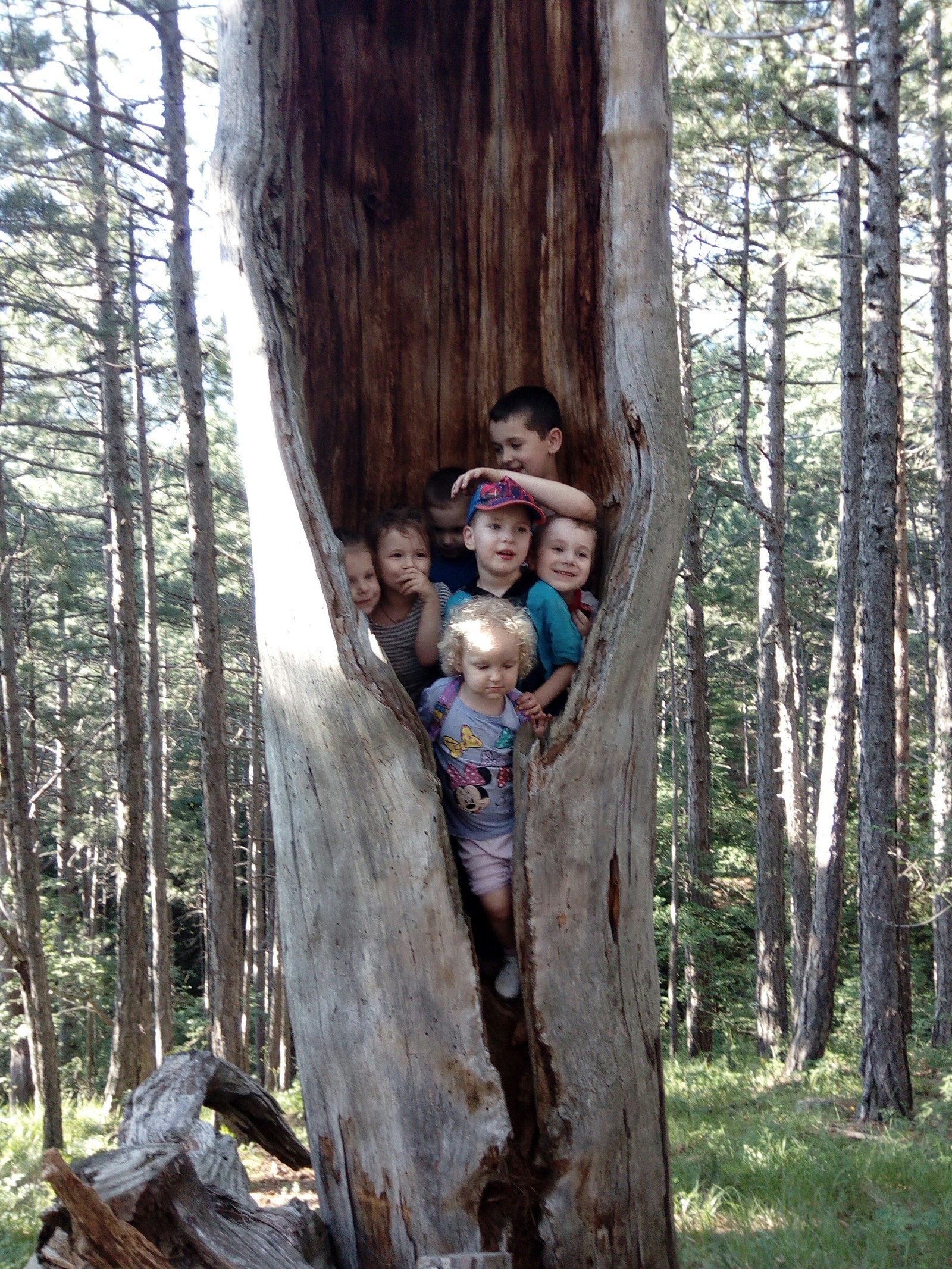 Tree - My, Nature, Children