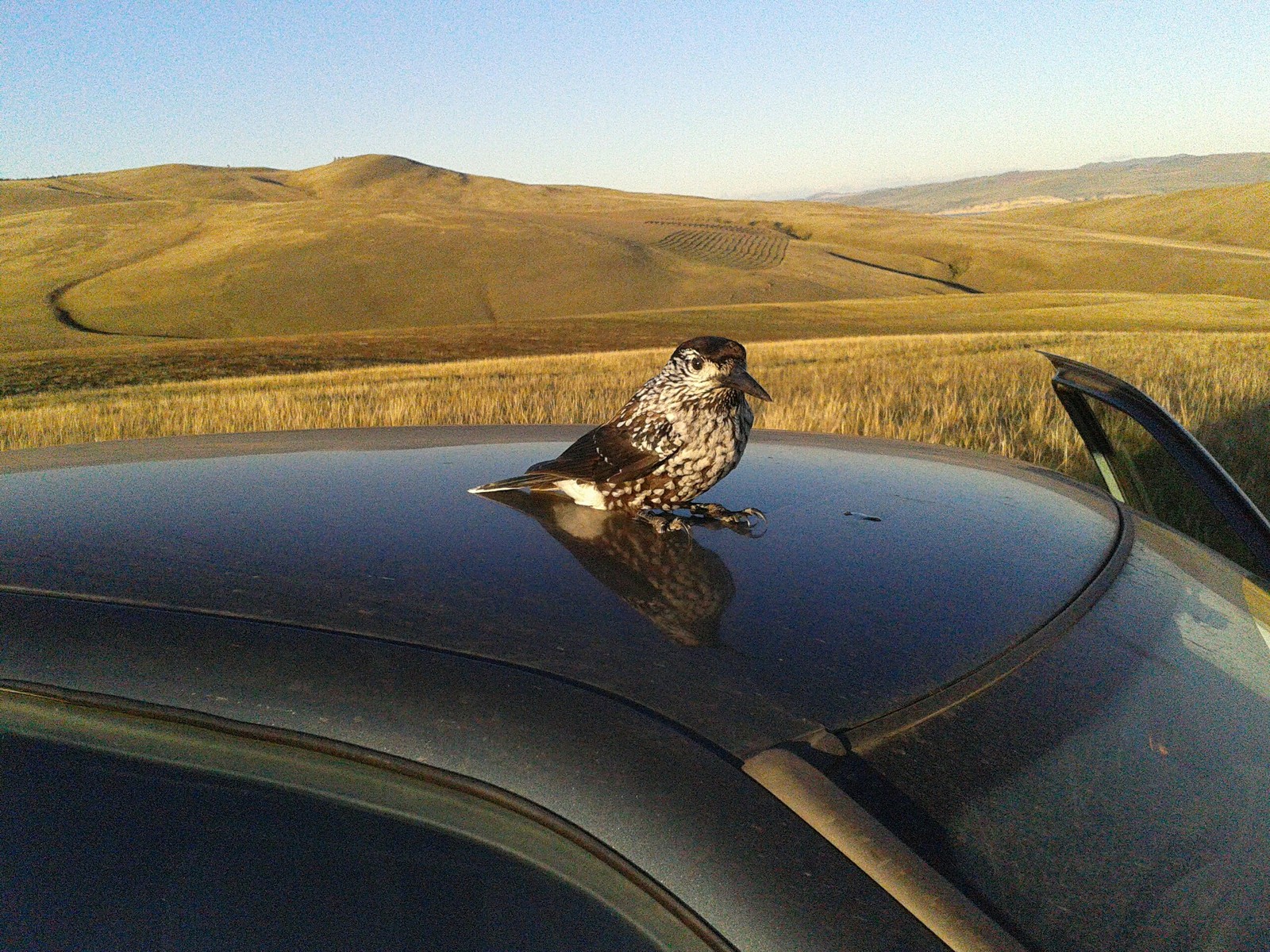 H - Impudence - Spotted nutcracker, Impudence, Impudent muzzle, Khakassia, The hills