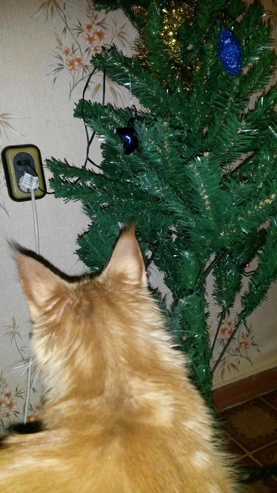 cat against tree - My, cat, Maine Coon, , Christmas tree, Christmas trees, Longpost