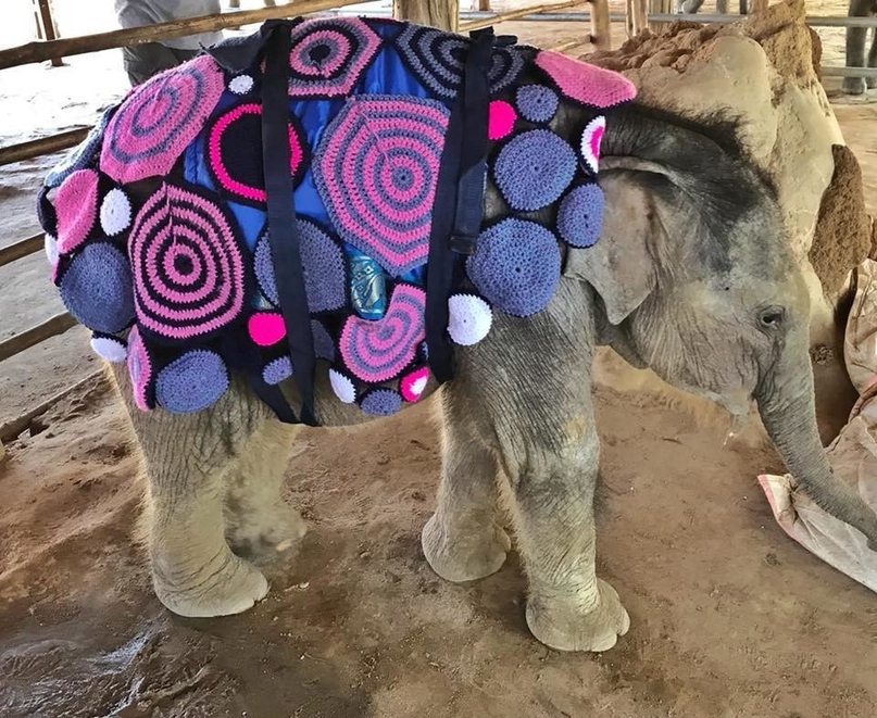 In Myanmar, elephants were put on blankets to save them from sudden cold - Myanmar, Asia, Baby elephant, news, Care, Cold, Heat, Longpost