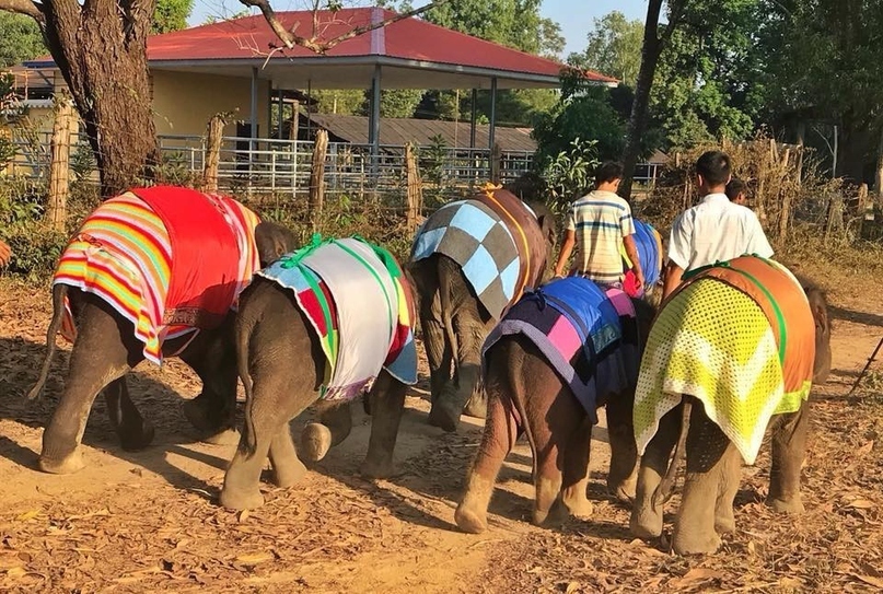 In Myanmar, elephants were put on blankets to save them from sudden cold - Myanmar, Asia, Baby elephant, news, Care, Cold, Heat, Longpost