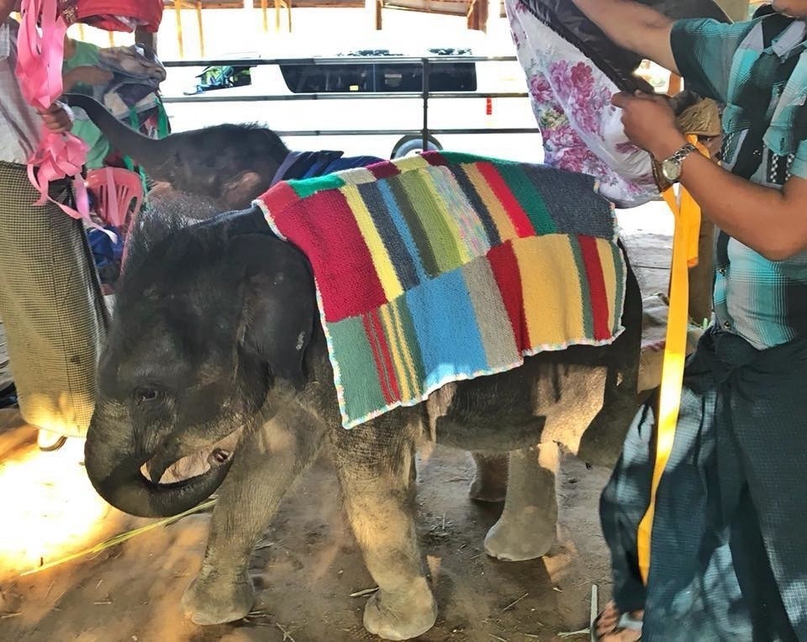 In Myanmar, elephants were put on blankets to save them from sudden cold - Myanmar, Asia, Baby elephant, news, Care, Cold, Heat, Longpost