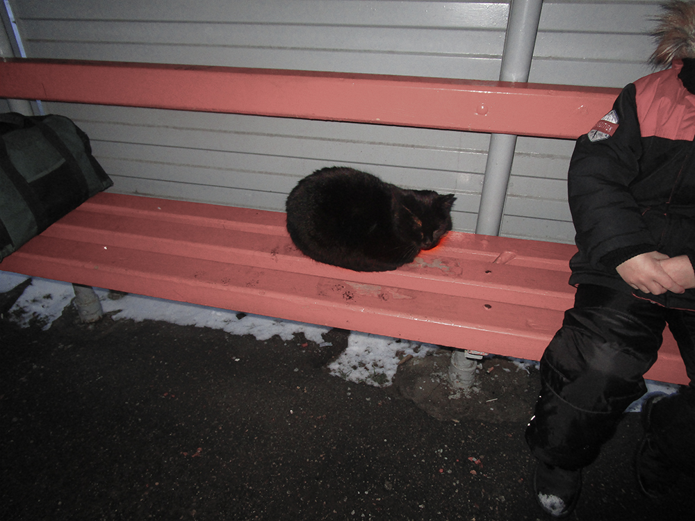 THE CAT FREEZES AT THE STOP! - My, cat, In good hands, Minsk, Longpost