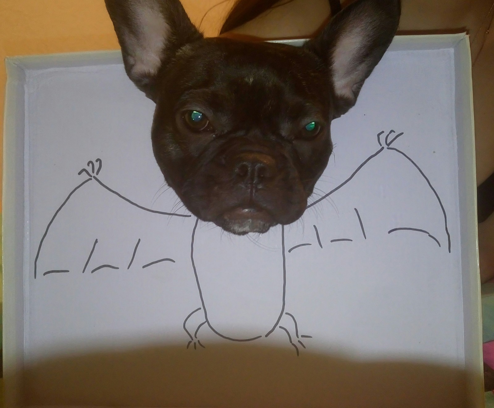 flying dog - My, French Bulldog, Bat, My master is an idiot