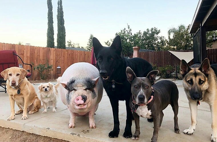 A pig that grew up with dogs has become a social media darling - Dog, Pig, Mowgli, Nyasha