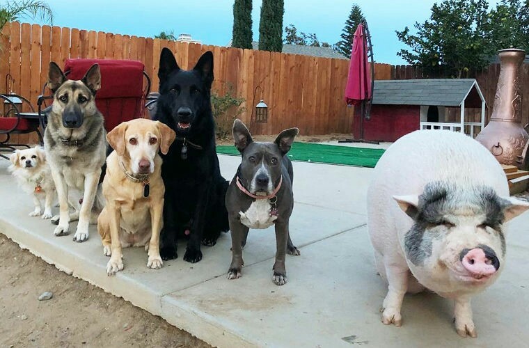 A pig that grew up with dogs has become a social media darling - Dog, Pig, Mowgli, Nyasha