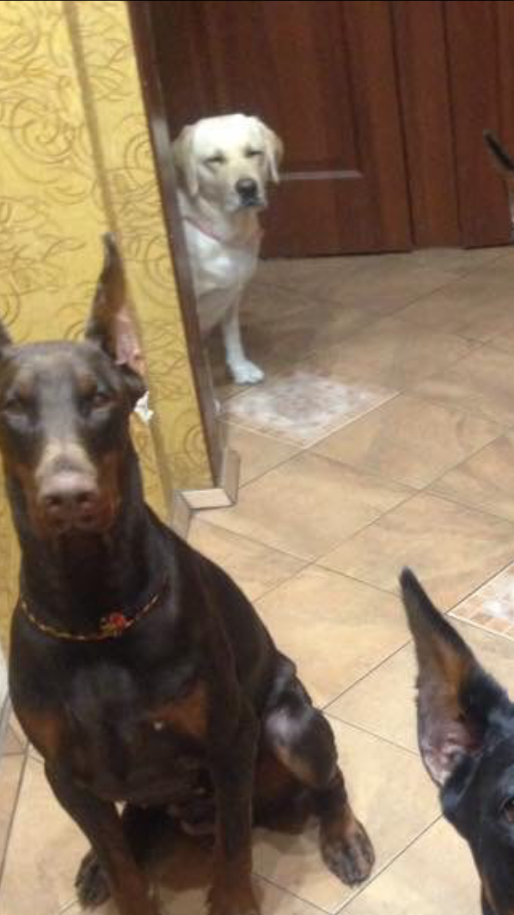 When you grew up and began to suspect that you were adopted - Dog, Doberman, Retriever, Longpost