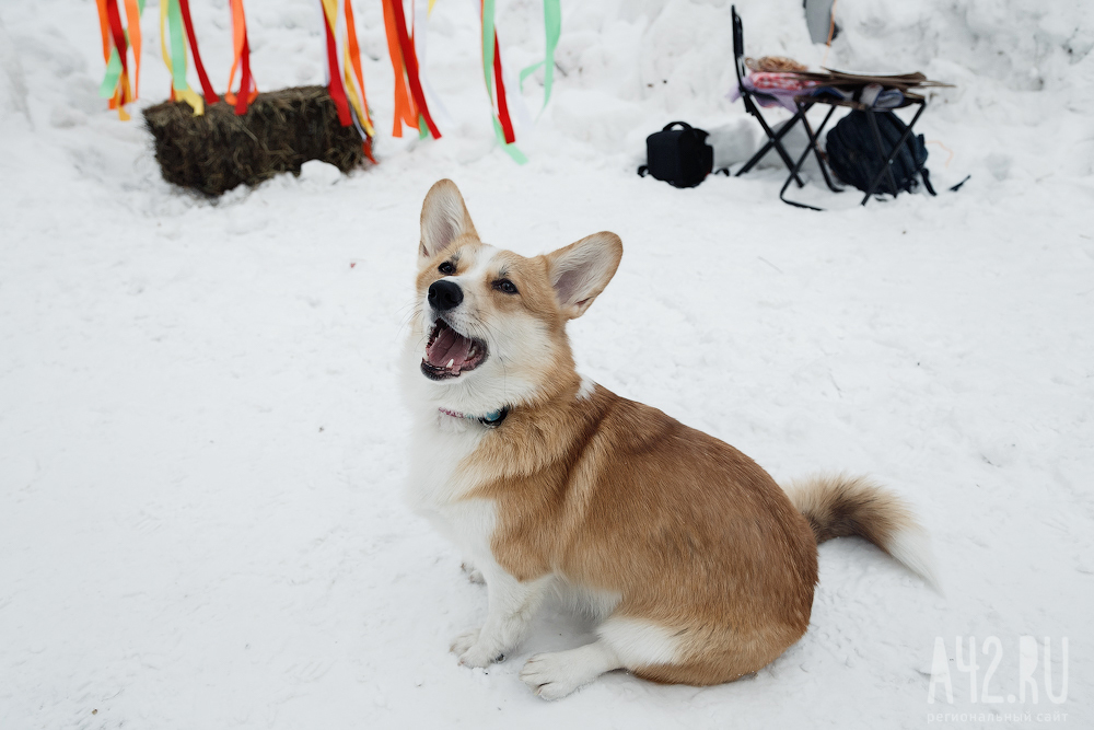 Corgi on Fridays, New Year's part - My, Dog, Welsh corgi pembroke, Corgi, Longpost