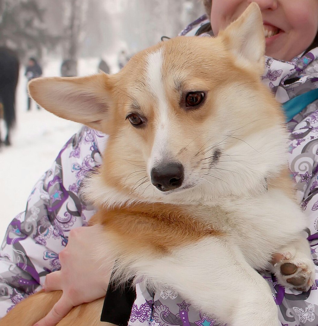 Corgi on Fridays, New Year's part - My, Dog, Welsh corgi pembroke, Corgi, Longpost