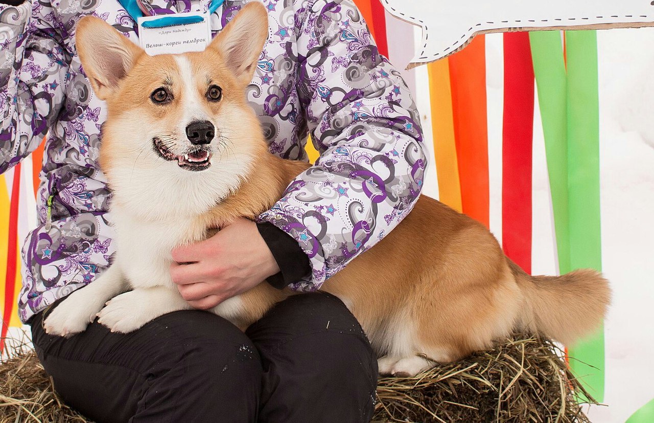 Corgi on Fridays, New Year's part - My, Dog, Welsh corgi pembroke, Corgi, Longpost