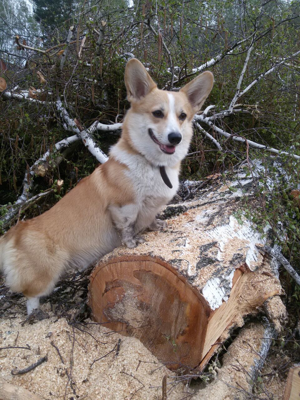 Corgi on Fridays, New Year's part - My, Dog, Welsh corgi pembroke, Corgi, Longpost