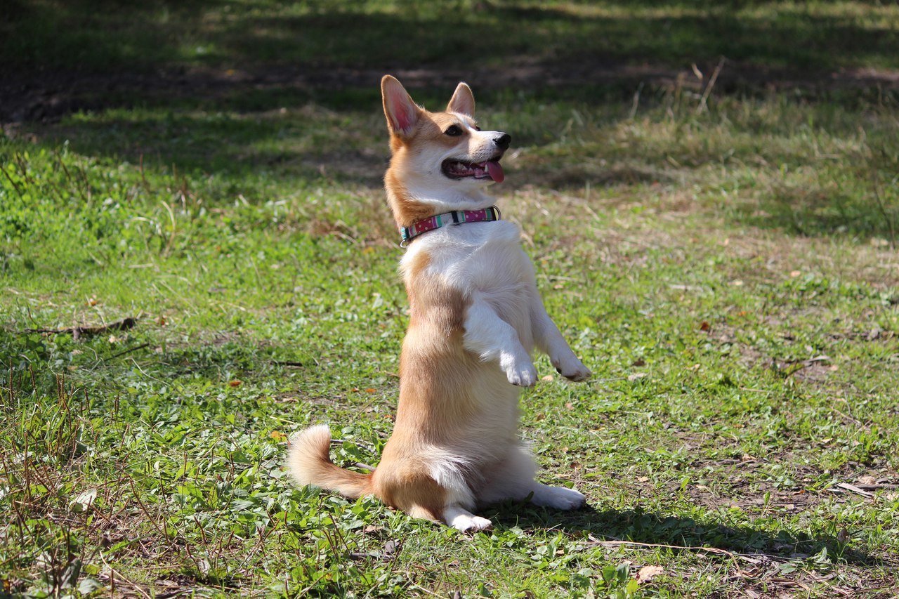 Corgi on Fridays, New Year's part - My, Dog, Welsh corgi pembroke, Corgi, Longpost