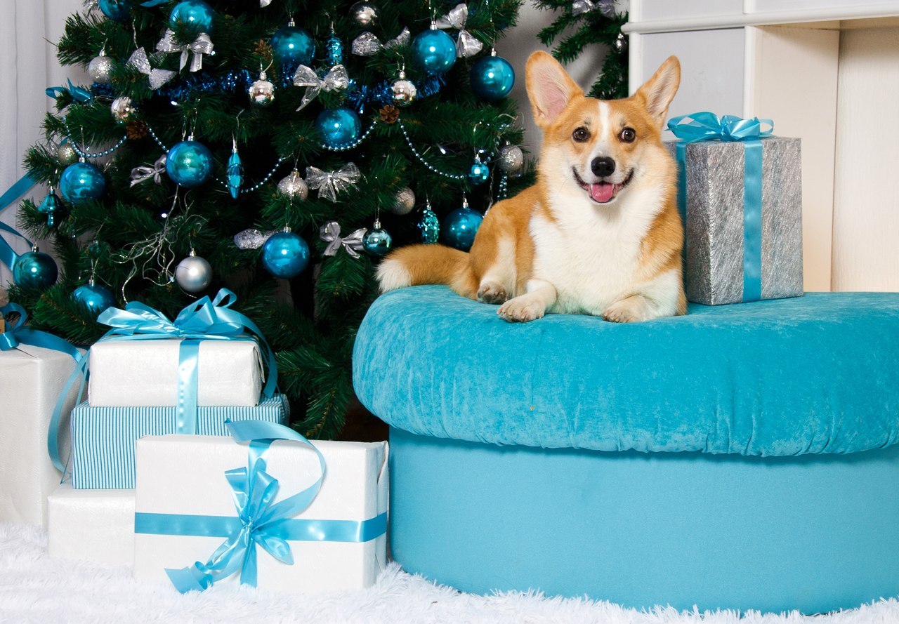 Corgi on Fridays, New Year's part - My, Dog, Welsh corgi pembroke, Corgi, Longpost