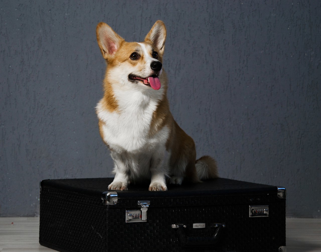 Corgi on Fridays, New Year's part - My, Dog, Welsh corgi pembroke, Corgi, Longpost