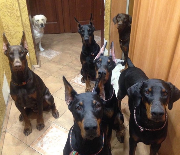 When you grew up and began to suspect that you were adopted - Dog, Doberman, Retriever, Longpost