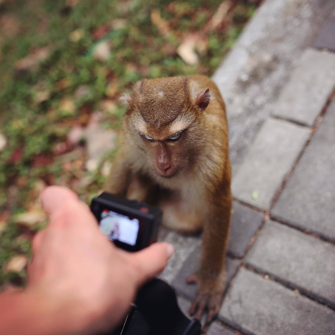 Well, quickly stopped filming me!!! - The photo, Monkey, Not mine